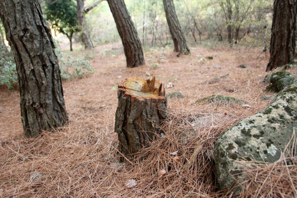 Professional Tree Services in Lambert, MS